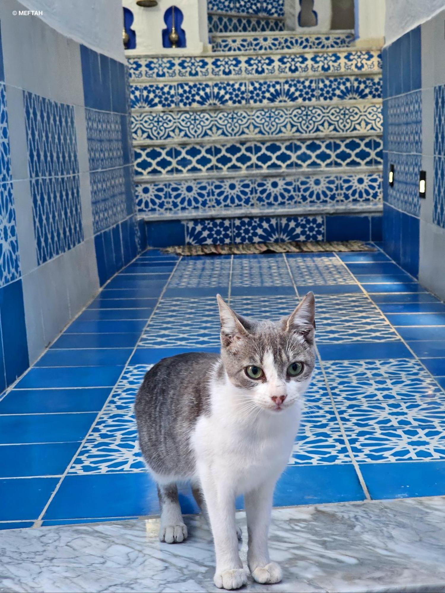 Apartmán Casa Meftah Blue Šafšawán Exteriér fotografie